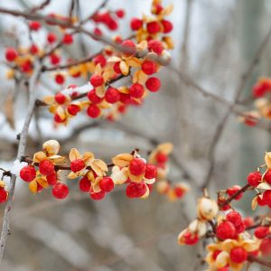 Native Plants, Invasive Plants, South Carolina Invasive Plants, South Carolina Invasive Shrubs, South Carolina Invasive Perennials, South Carolina Invasive Trees