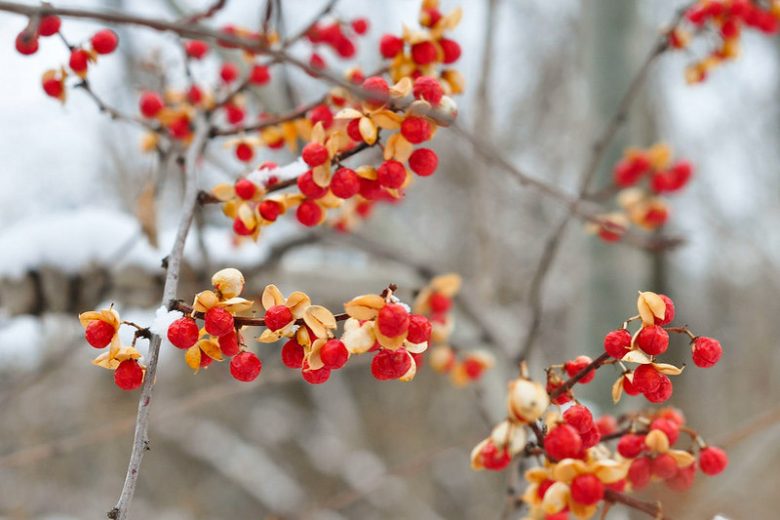 Native Plants, Invasive Plants, South Carolina Invasive Plants, South Carolina Invasive Shrubs, South Carolina Invasive Perennials, South Carolina Invasive Trees
