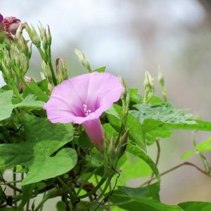 Ipomoea cordatotriloba, Tievine, Tie Vine, Pink Morning Glory, Coastal Morning Glory, Purple Bindweed, Perennial Vine, Native Florida Vine, Purple Flowers, Florida Native Plants, Florida Native Vines