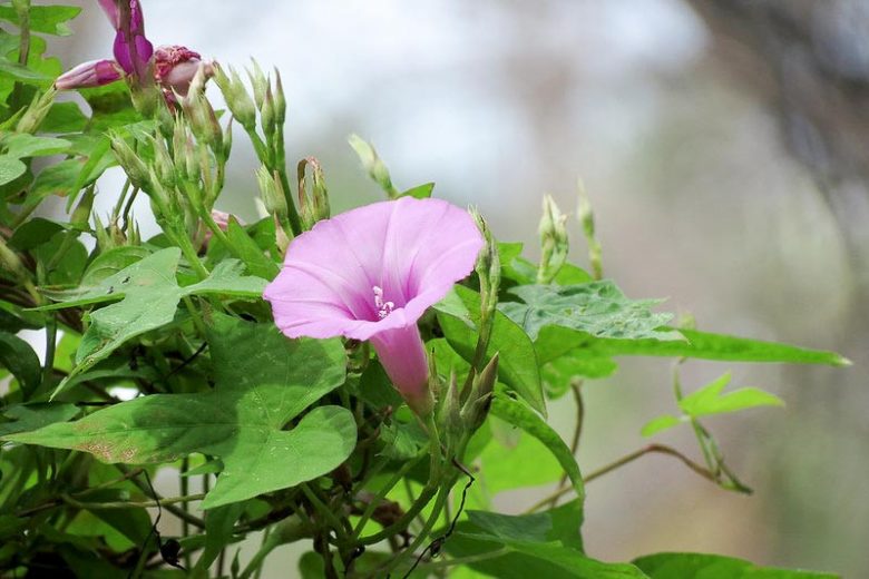 Ipomoea cordatotriloba, Tievine, Tie Vine, Pink Morning Glory, Coastal Morning Glory, Purple Bindweed, Perennial Vine, Native Florida Vine, Purple Flowers, Florida Native Plants, Florida Native Vines