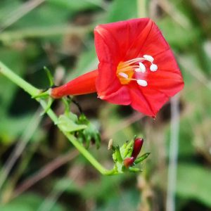 Ipomoea hederifolia, Scarlet Creeper, Native Florida Vine, Red Flowers, Florida Native Plants, Florida Native Vines