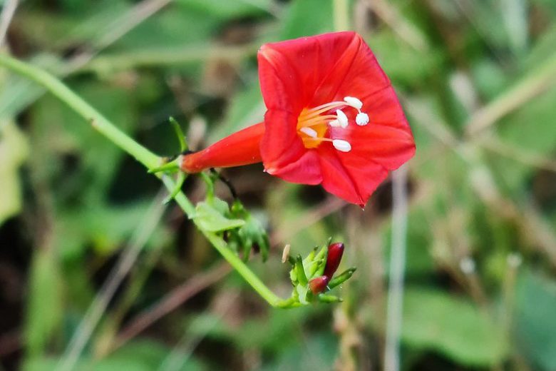 Ipomoea hederifolia, Scarlet Creeper, Native Florida Vine, Red Flowers, Florida Native Plants, Florida Native Vines