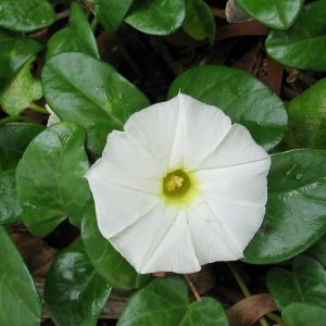 Ipomoea imperati, Beach Morning-glory, Beach Morning Glory, Ipomoea stolonifera, Perennial Vine, Native Florida Vine, White Flowers