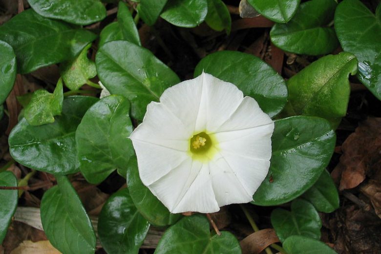 Ipomoea imperati, Beach Morning-glory, Beach Morning Glory, Ipomoea stolonifera, Perennial Vine, Native Florida Vine, White Flowers