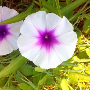 Ipomoea pandurata, Man Of The Earth, Wild Potato, Wild Sweet Potato, Manroot, Indian Potato, American Bell-Bind, Batata, Man in the Ground, Mechameck, Potato Vine, Wild Jalap, Wild Potato Vine, Wild Sweet Potato Vine