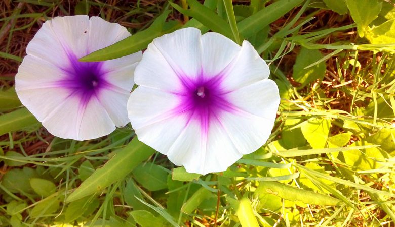 Ipomoea pandurata, Man Of The Earth, Wild Potato, Wild Sweet Potato, Manroot, Indian Potato, American Bell-Bind, Batata, Man in the Ground, Mechameck, Potato Vine, Wild Jalap, Wild Potato Vine, Wild Sweet Potato Vine