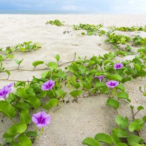 Ipomoea pes-caprae, Railroad Vine, Goat-foot Morning Glory, Bayhops, Beach Morning Glory, Perennial Vine, Native Florida Vine, Purple Flowers