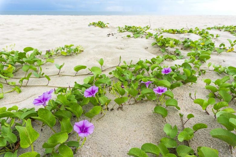 Ipomoea pes-caprae, Railroad Vine, Goat-foot Morning Glory, Bayhops, Beach Morning Glory, Perennial Vine, Native Florida Vine, Purple Flowers