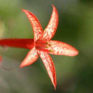 Ipomopsis rubra, Standing Cypress, Texas Plume, Texas Star, Trailing Fire,Scarlet Gilia, Red Gilia, Flame Flower, Indian Plume, Spanish Larkspur, Gilia rubra, Red Flowers,