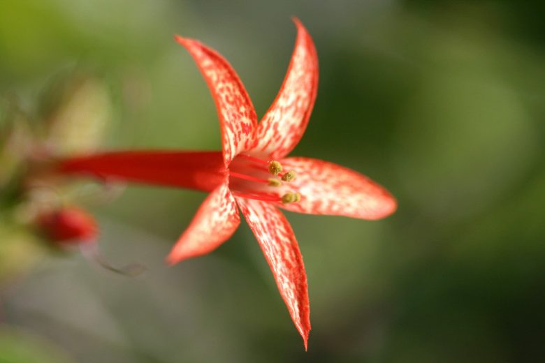 Ipomopsis rubra, Standing Cypress, Texas Plume, Texas Star, Trailing Fire,Scarlet Gilia, Red Gilia, Flame Flower, Indian Plume, Spanish Larkspur, Gilia rubra, Red Flowers,