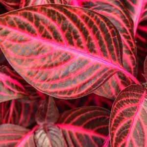 Iresine herbstii, Beef Plant, Beefsteak Plant, Bloodleaf, Chicken Gizzard, Red leaves, Red Perennial