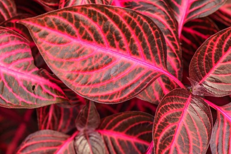 Iresine herbstii, Beef Plant, Beefsteak Plant, Bloodleaf, Chicken Gizzard, Red leaves, Red Perennial