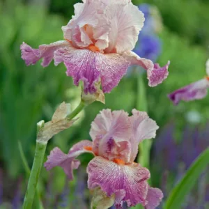 Iris 'Anything Goes', Tall Bearded Iris 'Anything Goes', Iris Germanica 'Anything Goes', Early Midseason Irises, Pink irises, Award Irises, Bicolor Irises, Lilac Irises, Lavender Irises