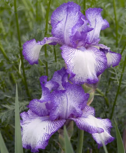 Iris Autumn Circus, Bearded iris Autumn Circus, Iris Germanica Autumn Circus, Early Blooming irises, Reblooming irises, Bicolor irises, Blue Irises
