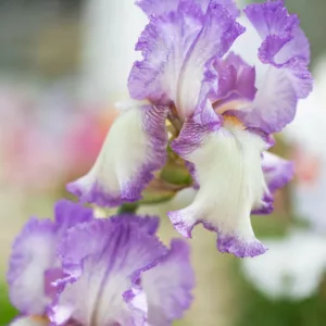 Iris Autumn Tryst, Bearded iris Autumn Tryst, Iris Germanica Autumn Tryst, Reblooming irises, Fragrant Irises, Purple irises, Award Irises