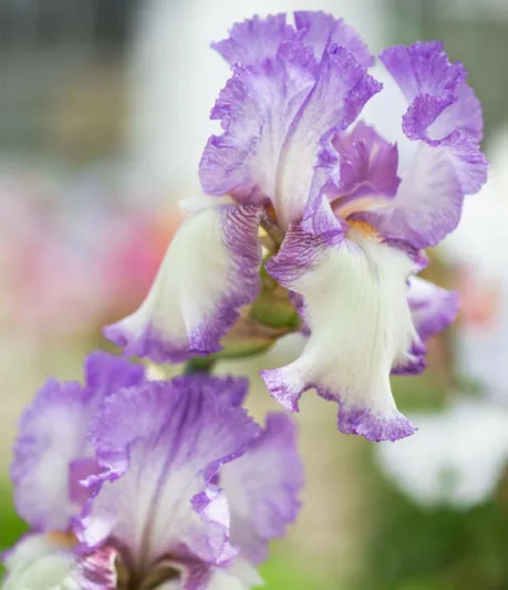 Iris Autumn Tryst, Bearded iris Autumn Tryst, Iris Germanica Autumn Tryst, Reblooming irises, Fragrant Irises, Purple irises, Award Irises