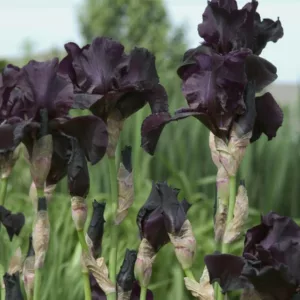Iris Before The Storm, Bearded iris Before The Storm, Iris Germanica Before The Storm, Reblooming irises, Black irises, Award Irises