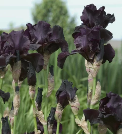 Iris Before The Storm, Bearded iris Before The Storm, Iris Germanica Before The Storm, Reblooming irises, Black irises, Award Irises