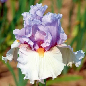 Iris 'Belgian Princess', Tall Bearded Iris 'Belgian Princess', Iris Germanica 'Belgian Princess', Fragrant Irises, Fragrant bearded irises, Mid Season Irises, Bicolor irises, Award Irises