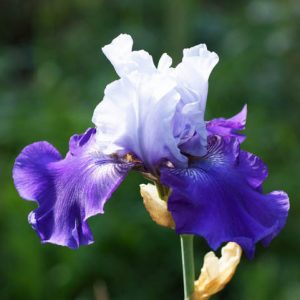 Iris Best Bet, Bearded iris Best Bet, Iris Germanica Best Bet, Reblooming irises, Bicolor irises, Award Irises, Blue Irises