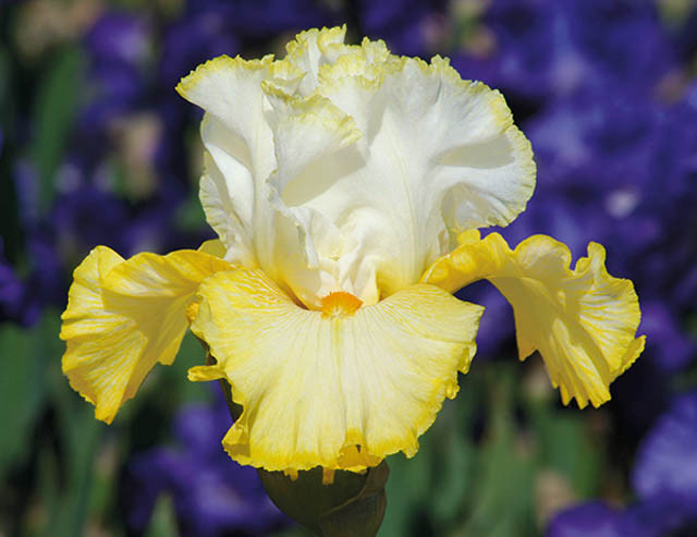 Iris 'Better Than Butter', Tall Bearded Iris 'Better Than Butter', Iris Germanica 'Better Than Butter', Early Season Irises, Mid Season Irises, Late Season Irises, Yellow irises, Award Irises, Bicolor Irises