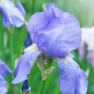 Iris 'Blue Rhythm', Tall Bearded Iris 'Blue Rhythm', Iris Germanica 'Blue Rhythm', MidSeason Irises, Award Irises, Blue Irises, Dykes Medal