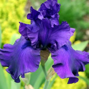Iris 'Blueberry Bliss, Tall Bearded Iris Blueberry Bliss, Iris Germanica Blueberry Bliss, Dark irises, Award Irises, Purple Irises, Blue Irises