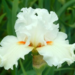 Iris 'Catch A Star', Tall Bearded Iris 'Catch A Star', Iris Germanica 'Catch A Star', Late Season Irises, White Irises, Creamy Irises