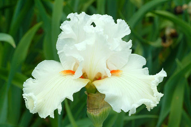 Iris 'Catch A Star', Tall Bearded Iris 'Catch A Star', Iris Germanica 'Catch A Star', Late Season Irises, White Irises, Creamy Irises