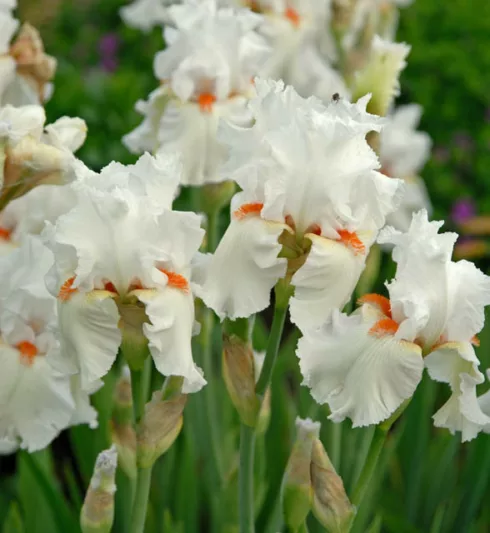 Iris 'Celestial Flame', Tall Bearded Iris 'Celestial Flame', Iris Germanica 'Celestial Flame', Early Midseason Irises, White Irises