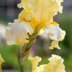 Iris 'Champagne Walz', Tall Bearded Iris 'Champagne Walz', Iris Germanica 'Champagne Walz', Mid Season Irises, Yellow irises, Award Irises, Bicolor Irises