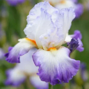 Iris 'Conjuration', Tall Bearded Iris 'Conjuration', Iris Germanica 'Conjuration', Late Midseason Irises, Bicolor irises, Award Irises, Purple Irises, White Irises