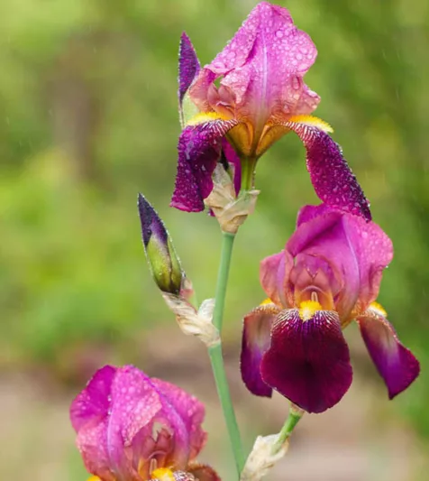 Iris 'Dauntless', Tall Bearded Iris 'Dauntless', Iris Germanica 'Dauntless', MidSeason Irises, Award Irises, Purple Irises, Dykes Medal