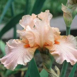 Iris 'Diamond Blush', Tall Bearded Iris 'Diamond Blush', Iris Germanica 'Diamond Blush', Late Midseason Irises, Reblooming irises, Pink irises