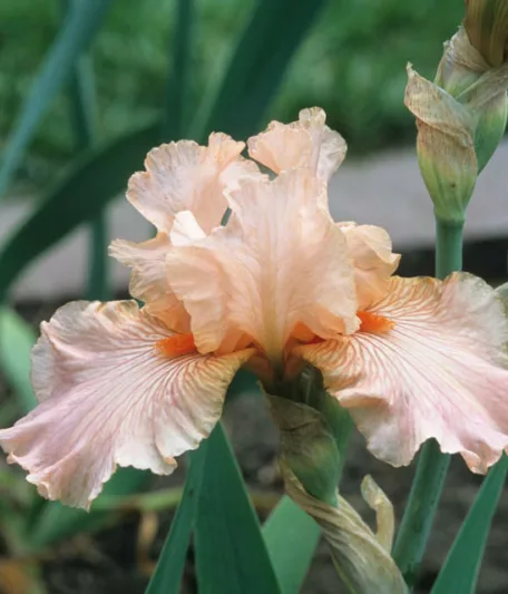 Iris 'Diamond Blush', Tall Bearded Iris 'Diamond Blush', Iris Germanica 'Diamond Blush', Late Midseason Irises, Reblooming irises, Pink irises