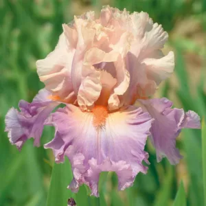 Iris 'Discovered Treasure', Tall Bearded Iris 'Discovered Treasure', Iris Germanica 'Discovered Treasure', Fragrant Irises, Fragrant bearded irises, Mid Season Irises, Pink irises, Violet Irises, Award Irises, Bicolor Irises