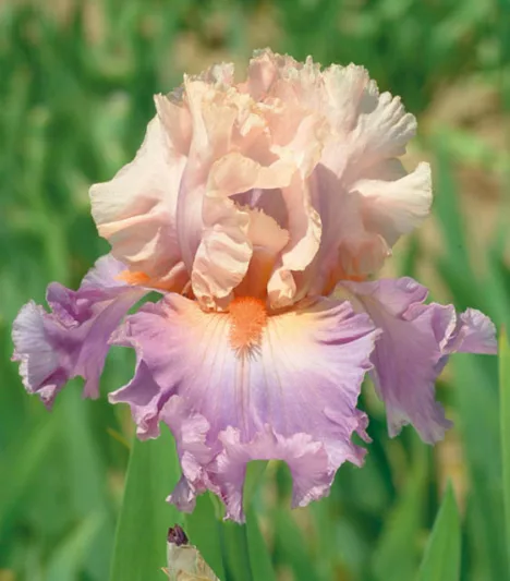 Iris 'Discovered Treasure', Tall Bearded Iris 'Discovered Treasure', Iris Germanica 'Discovered Treasure', Fragrant Irises, Fragrant bearded irises, Mid Season Irises, Pink irises, Violet Irises, Award Irises, Bicolor Irises
