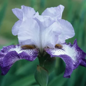 Iris 'Everything Plus', Tall Bearded Iris 'Everything Plus', Iris Germanica 'Everything Plus', Mid Season Irises, Purple irises, Award Irises, Bicolor Irises, White Irises, Blue Irises