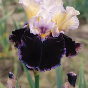 Iris 'Finalist', Tall Bearded Iris 'Finalist', Iris Germanica 'Finalist', Late Season Irises, White Irises, Purple Irises, Bicolor Irises