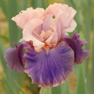 Iris 'Florentine Silk', Tall Bearded Iris 'Florentine Silk', Iris Germanica 'Florentine Silk', Late Midseason Irises, Bicolor irises, Award Irises, Pink Irises, Lavender Irises