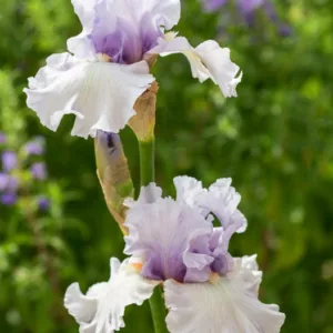 Iris 'Fogbound', Tall Bearded Iris 'Fogbound', Iris Germanica 'Fogbound', Fragrant Irises, Fragrant bearded irises, Mid Season Irises, Bicolor irises, Award Irises