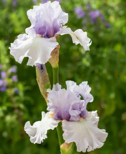 Iris 'Fogbound', Tall Bearded Iris 'Fogbound', Iris Germanica 'Fogbound', Fragrant Irises, Fragrant bearded irises, Mid Season Irises, Bicolor irises, Award Irises