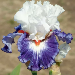 Iris 'Gypsy Lord', Tall Bearded Iris 'Gypsy Lord', Iris Germanica 'Gypsy Lord', Late Midseason Irises, Bicolor irises, Award Irises, White Irises, Purple Irises