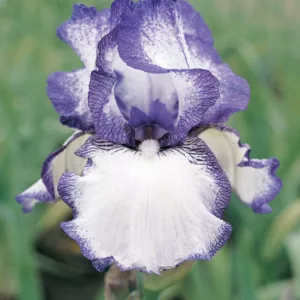 Iris Hemstitched, Bearded iris Hemstitched, Iris Germanica Hemstitched, Reblooming irises, Fragrant Irises, Bicolor irises, Award Irises, Blue Irises
