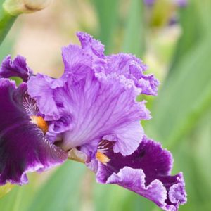 Iris 'About Town', Tall Bearded Iris About Town, Iris Germanica About Town, Early irises, Award Irises, Purple Irises