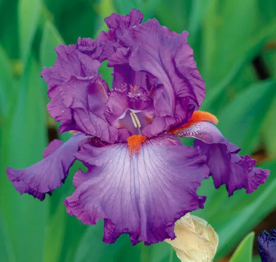 Iris 'Imperial Reign', Tall Bearded Iris 'Imperial Reign', Iris Germanica 'Imperial Reign', Mid Season Irises, Lavender irises, Purple Iries, Violet Irises