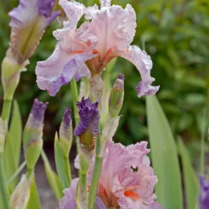 Iris 'Jennifer Rebecca', Tall Bearded Iris 'Jennifer Rebecca', Iris Germanica 'Jennifer Rebecca', Midseason Irises, Reblooming irises, Pink irises, Multicolored irises