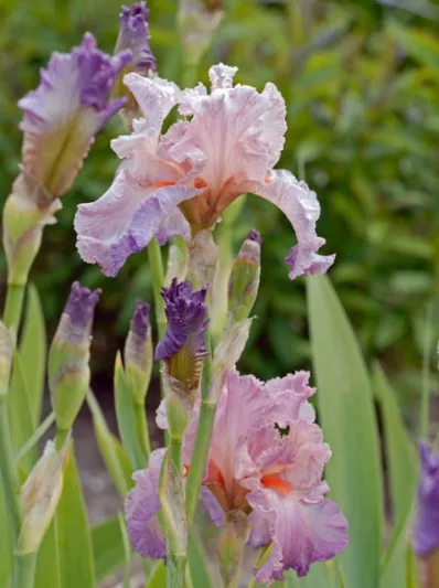 Iris 'Jennifer Rebecca', Tall Bearded Iris 'Jennifer Rebecca', Iris Germanica 'Jennifer Rebecca', Midseason Irises, Reblooming irises, Pink irises, Multicolored irises