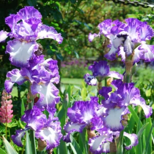 Iris Jesse's Song, Bearded iris Jesse's Song, Iris Germanica Jesse's Song, Reblooming irises, Purple irises, Award Irises