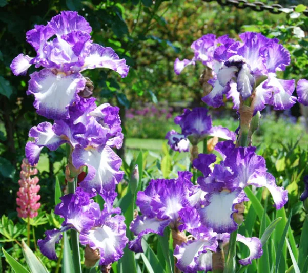 Iris Jesse's Song, Bearded iris Jesse's Song, Iris Germanica Jesse's Song, Reblooming irises, Purple irises, Award Irises